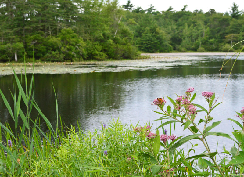 Spring flowers in front of Tinkham pond