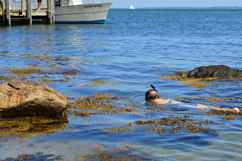 woman snorkeling at Penikese Island in Buzzards Bay