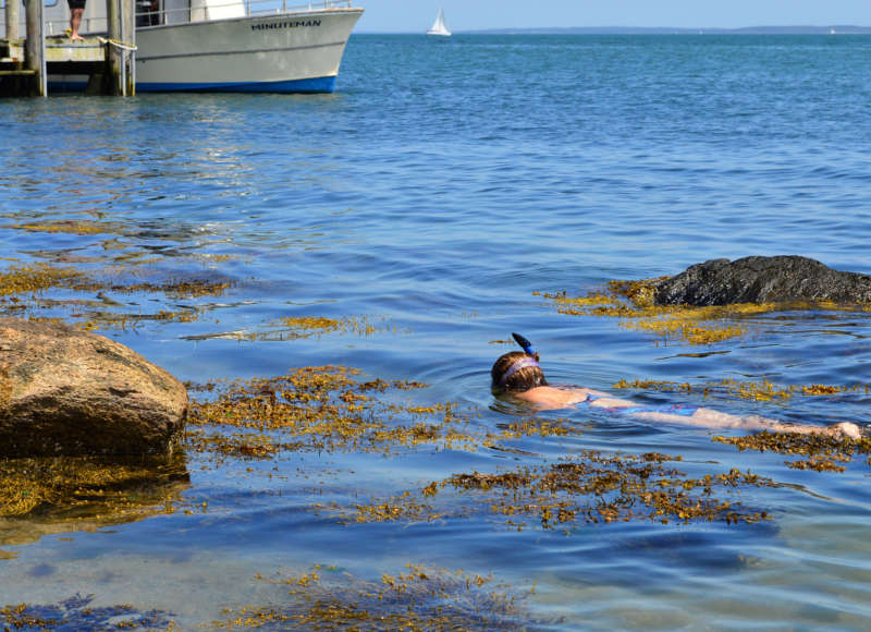 woman snorkeling at Penikese Island in Buzzards Bay
