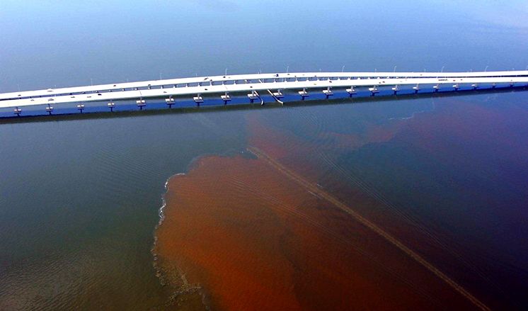 an algae bloom in Tampa Bay