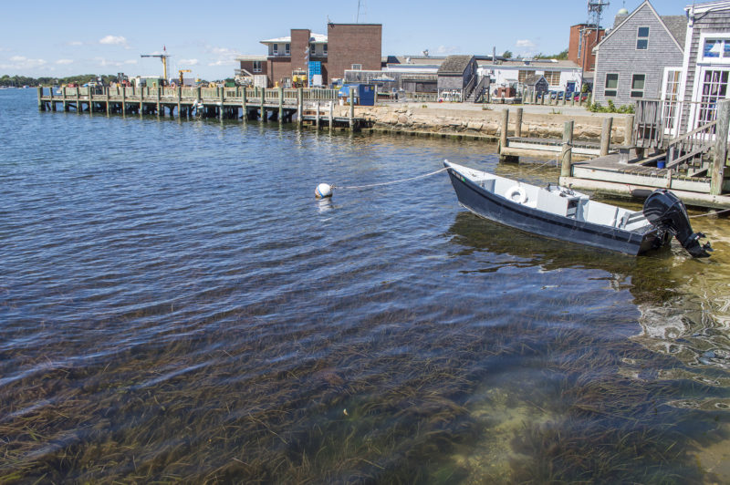 eelgrass growing in shallow waters in Woods Hole