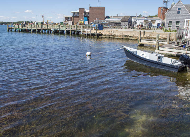 eelgrass growing in shallow waters in Woods Hole