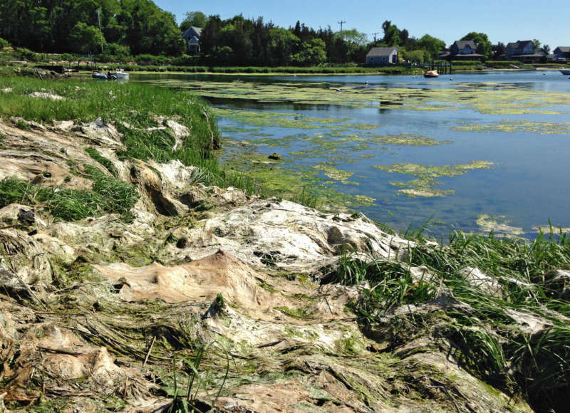 algae on West Falmouth Harbor