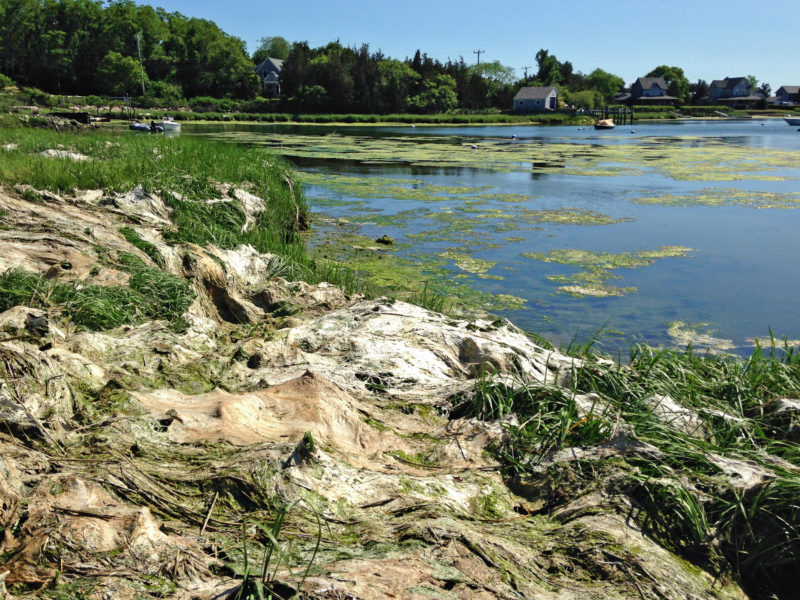 algae on West Falmouth Harbor