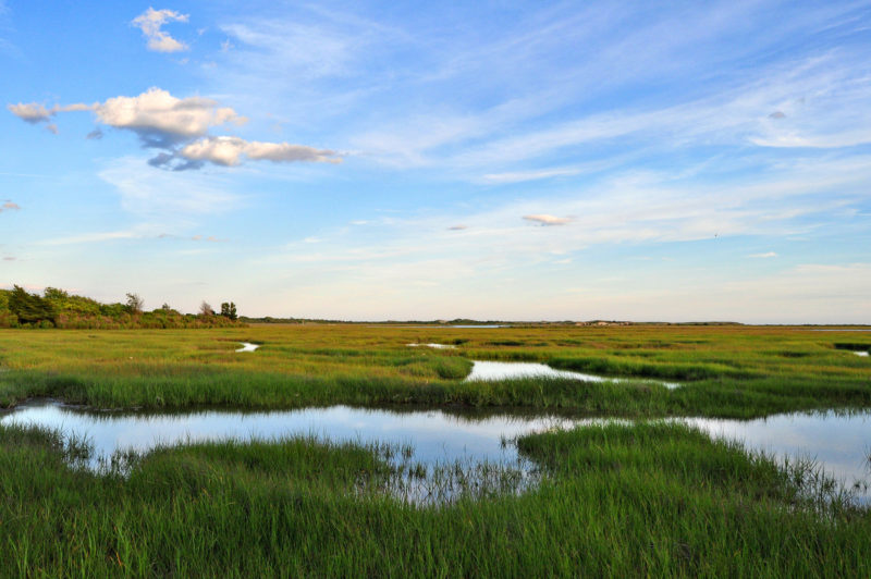 wetlands at Allens Pond in Dartmouth, Massachusetts