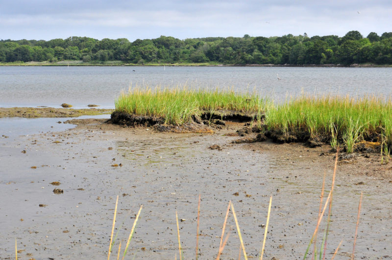 salt marsh erosion on the Westport River