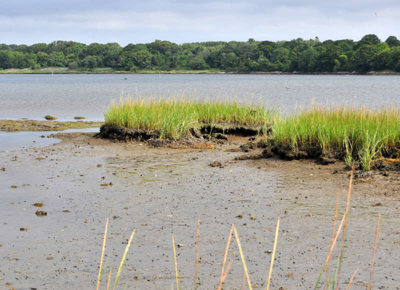 salt marsh erosion on the Westport River