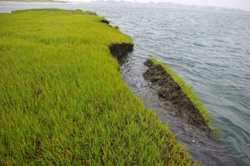 salt marsh erosion on the Westport River