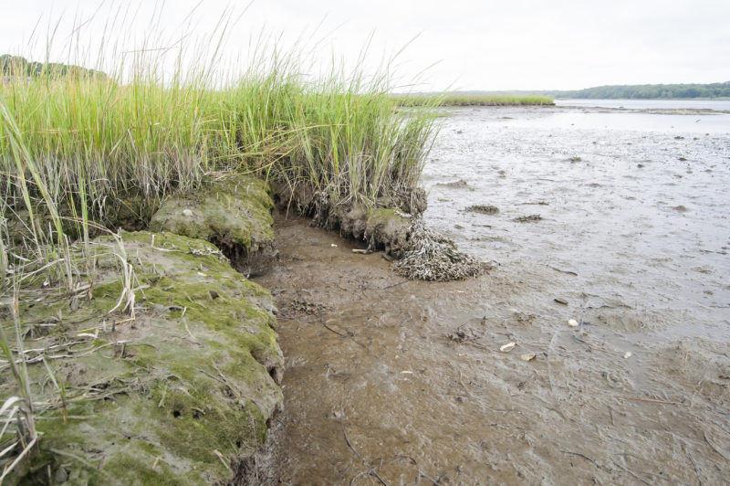 eroding salt marsh on the Westport River