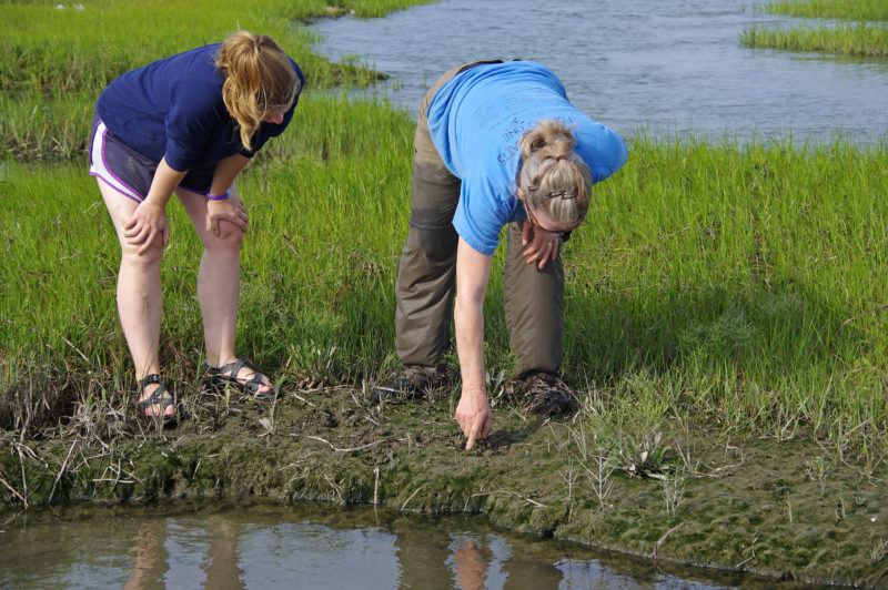 Dr. Linda Deegan and intern Molly Weiner examine erosion in a salt marsh on the Westport River