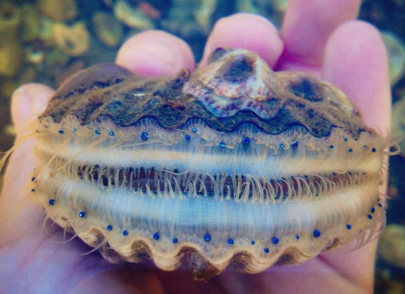 bay scallop from Mattapoisett Harbor