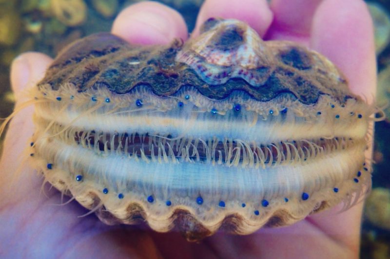 bay scallop from Mattapoisett Harbor