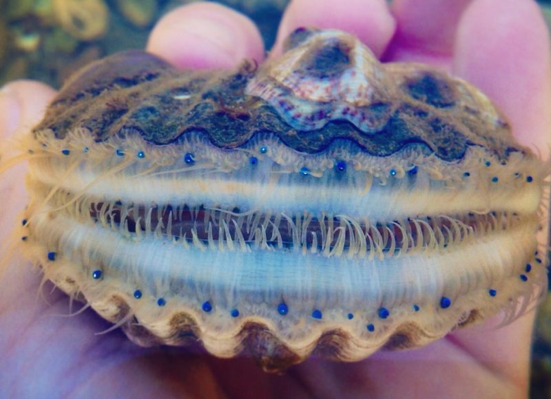 bay scallop from Mattapoisett Harbor