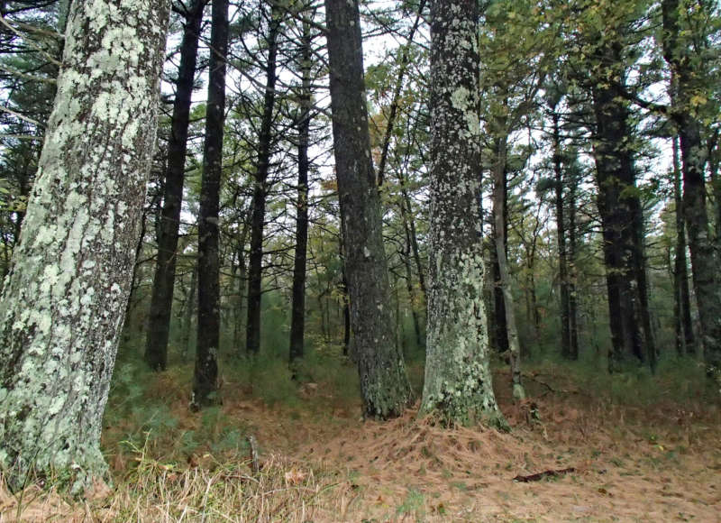 forest at Great Neck Wildlife Sanctuary at dusk