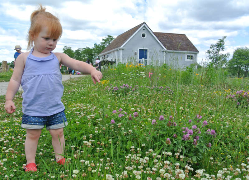 a young girl in a wildflower meadow at The Sawmill