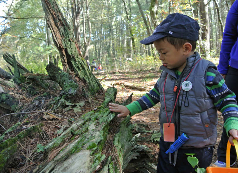 a young boy examines a fallen tree log in a forest