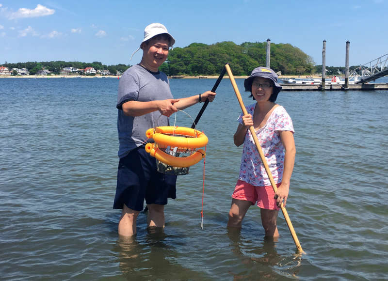 two people standing in the water in Onset Bay with quahog rakes and a peck basket