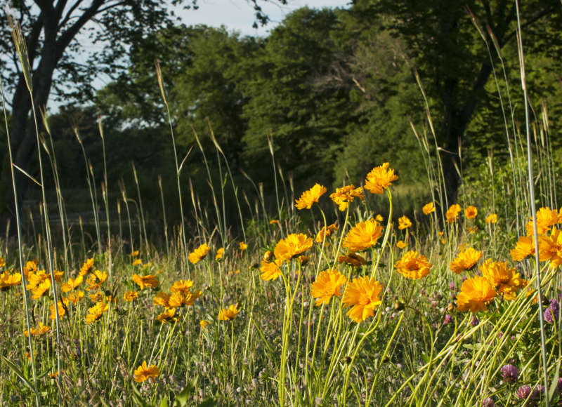 wildflowers growing at The Sawmill in Acushnet