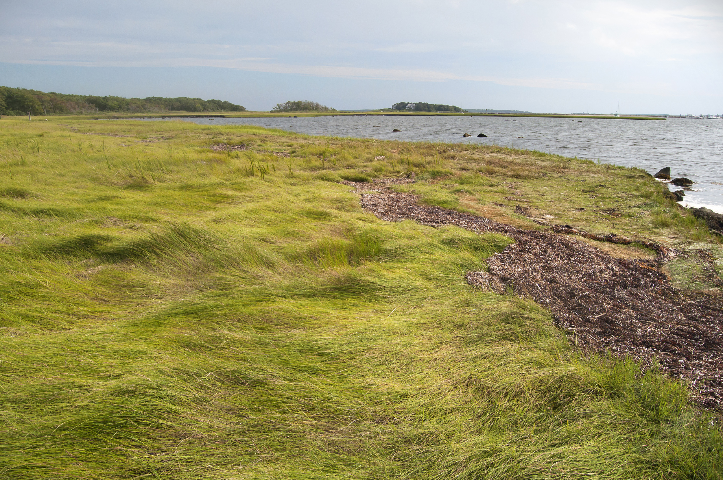 salt marsh on Brandt Island Cove in Mattapoisett