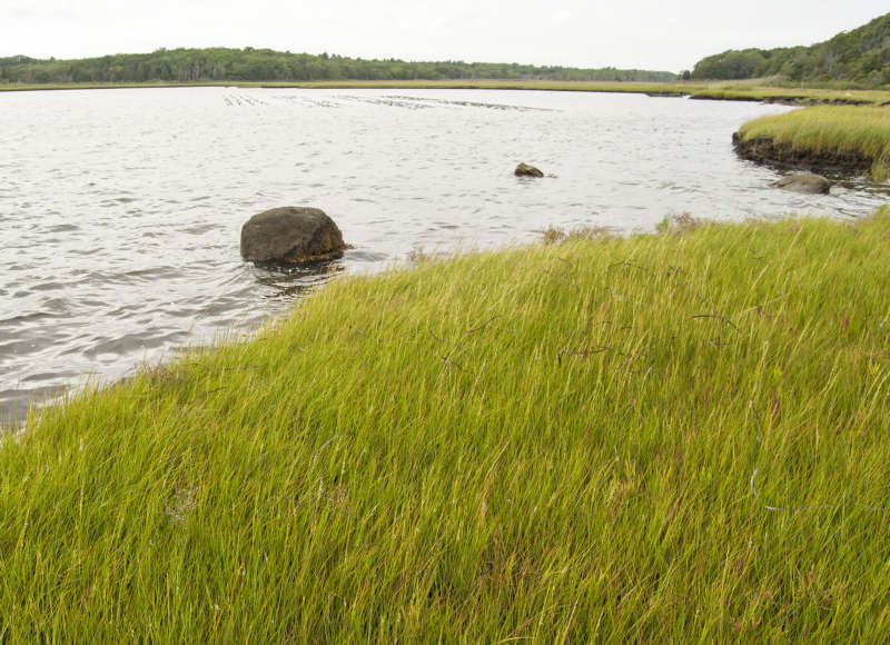salt marsh on Brandt Island Cove in Mattapoisett