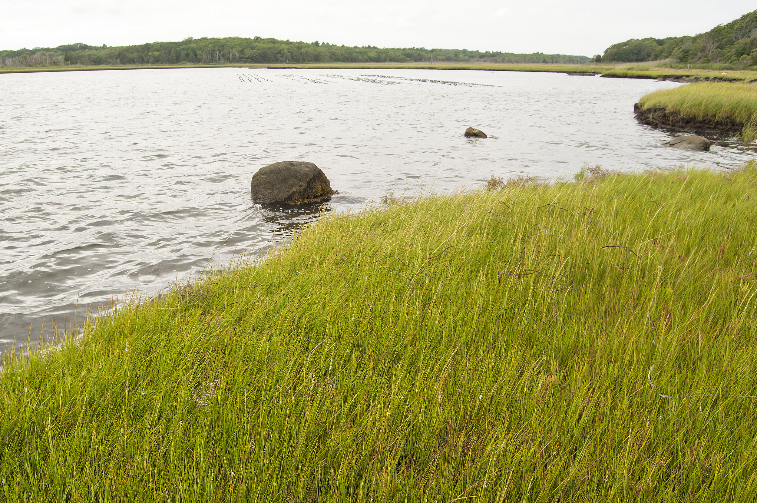 salt marsh on Brandt Island Cove in Mattapoisett