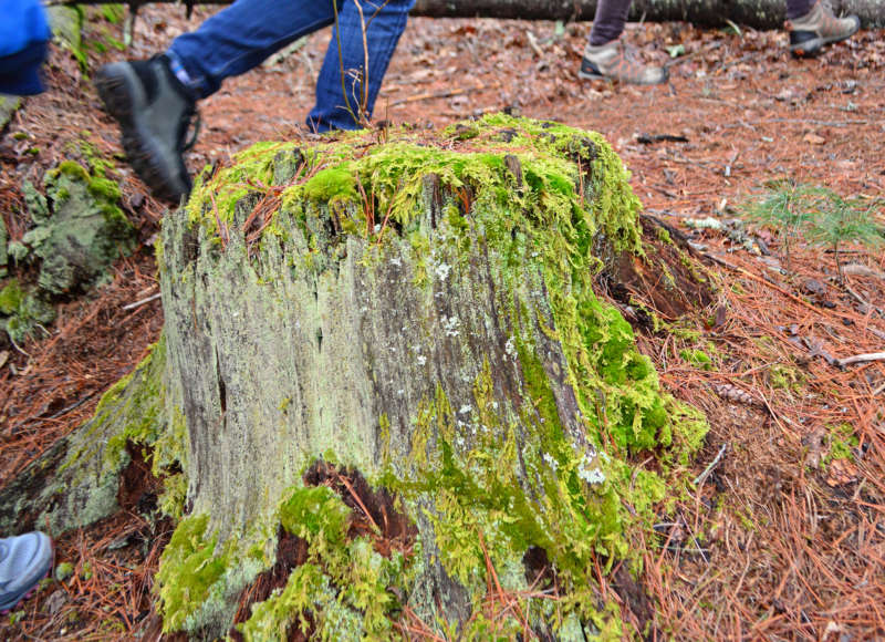 feet hiking through the woods past a moss-covered tree stump