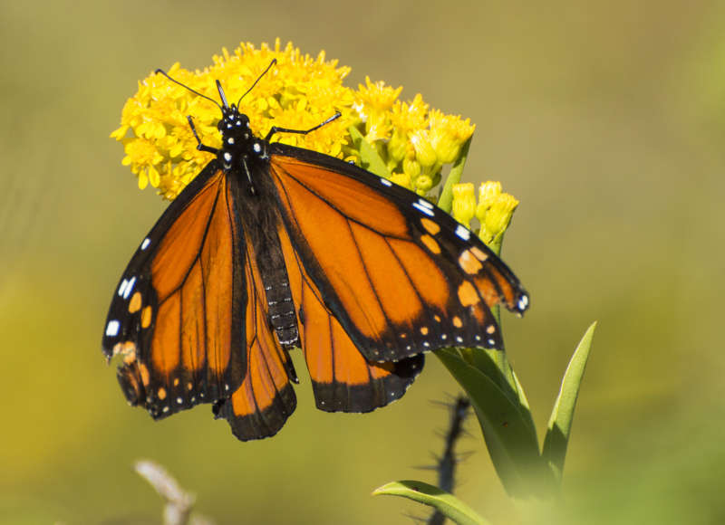 a monarch butterfly on a goldenrod flower in Dartmouth