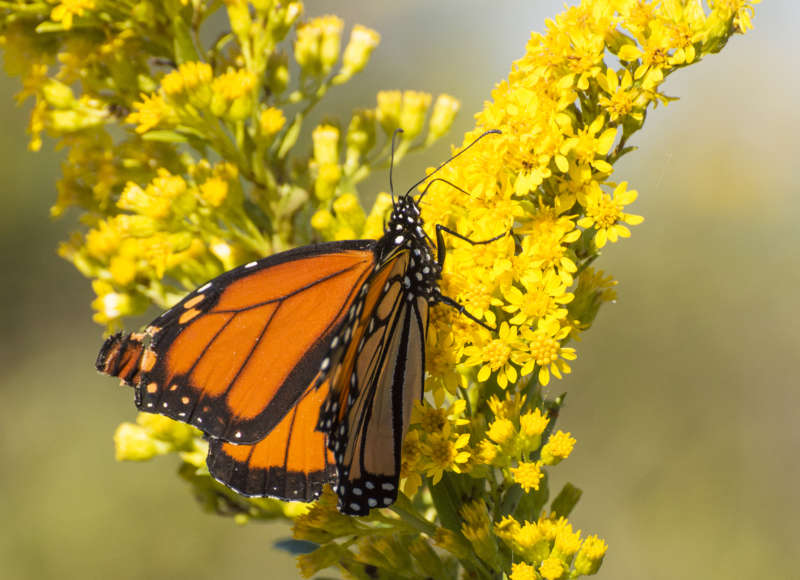 a monarch butterfly on a goldenrod flower in Dartmouth