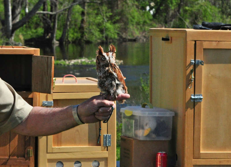 an animal rescue handler holds an owl at The Sawmill