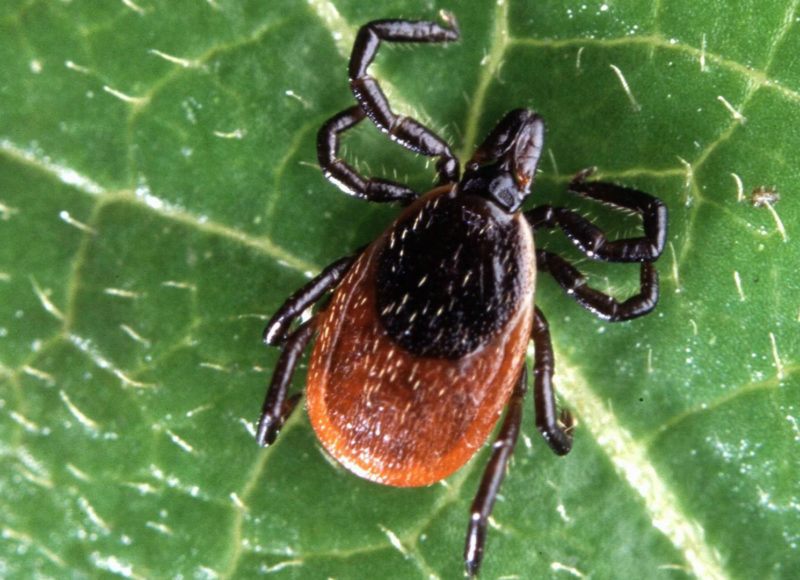 deer tick on a leaf