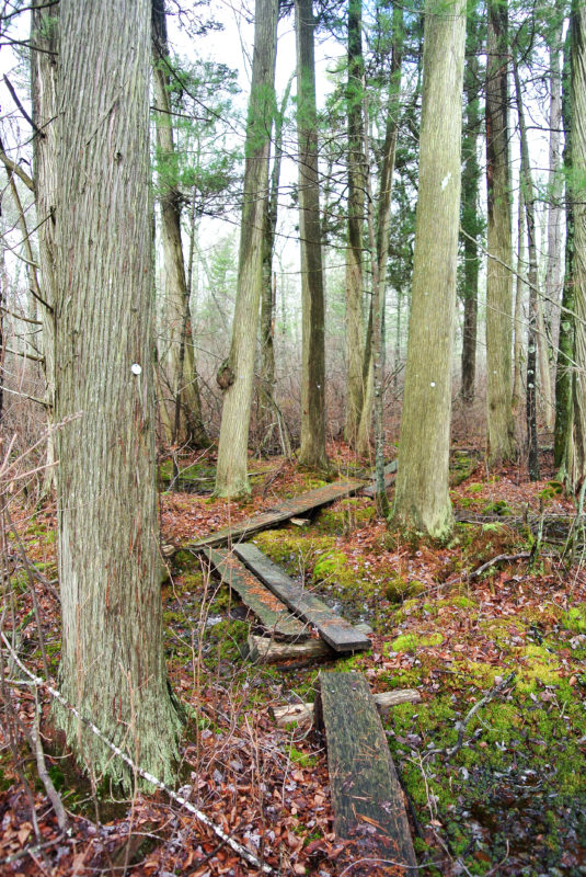 boardwalk through a cedar swamp at Copicut Woods