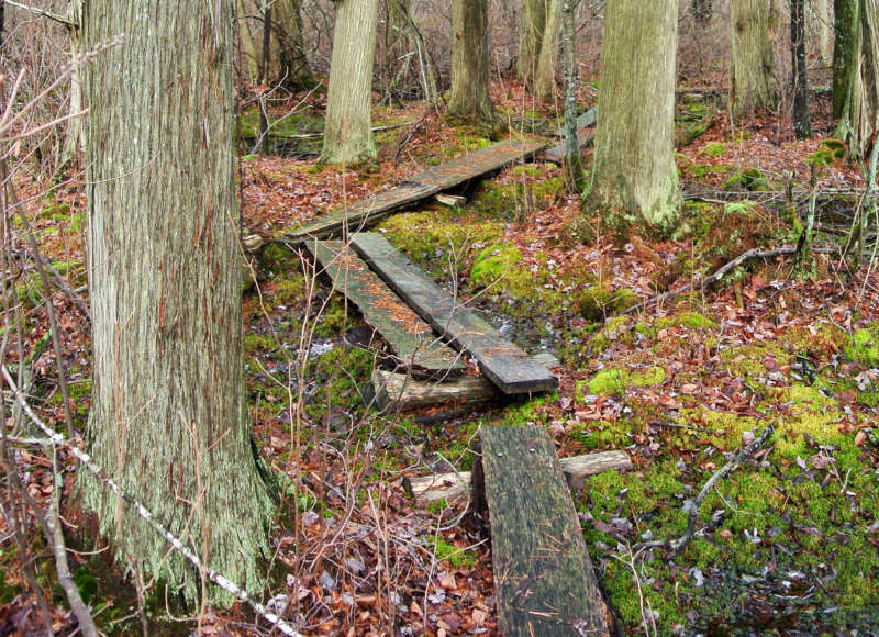 boardwalk through a cedar swamp at Copicut Woods