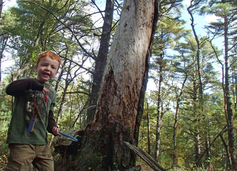 boy walking through the woods at Great Neck Wildlife Sanctuary