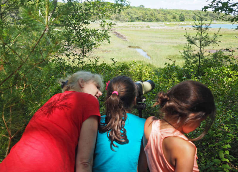 an adult and children looking out over a salt marsh at Great Neck Wildlife Sanctuary