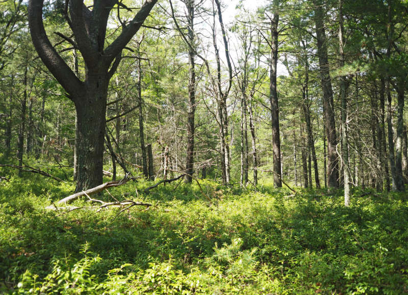 green forest understory in summer at Great Neck Wildlife Sanctuary