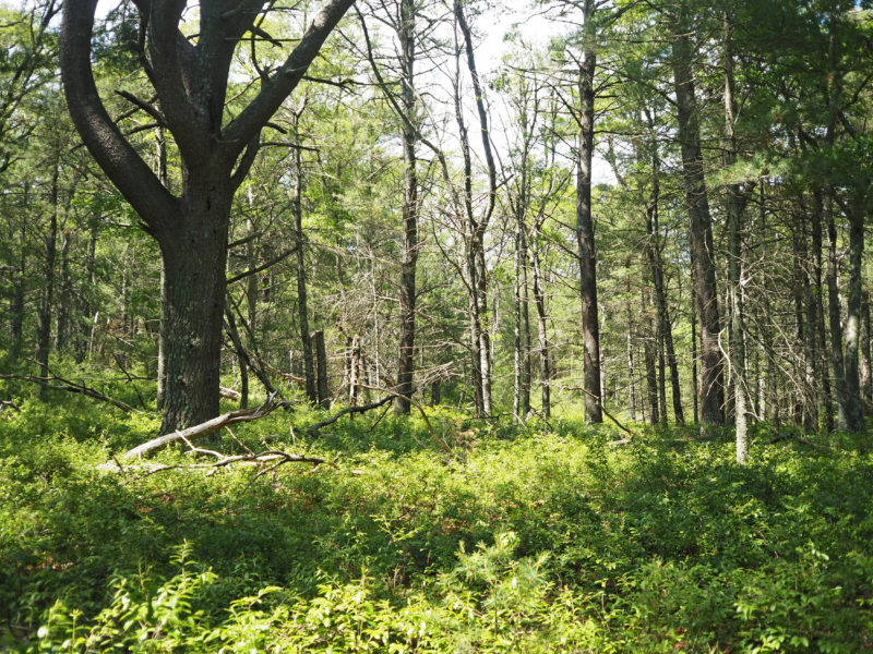 green forest understory in summer at Great Neck Wildlife Sanctuary