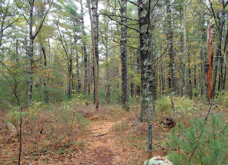 Old Pasture Loop trail through the woods at Great Neck Wildlife Sanctuary in Wareham
