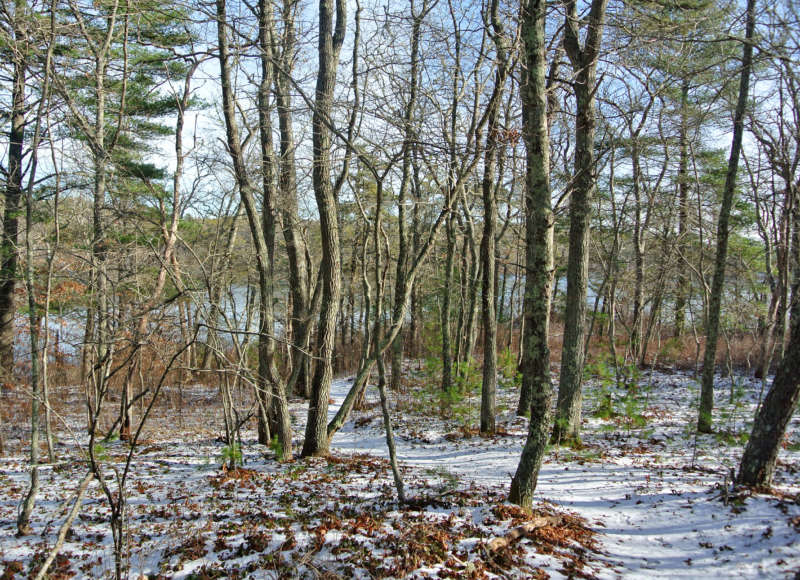 snowy trail through the woods at Halfway Pond Conservation Area in Plymouth