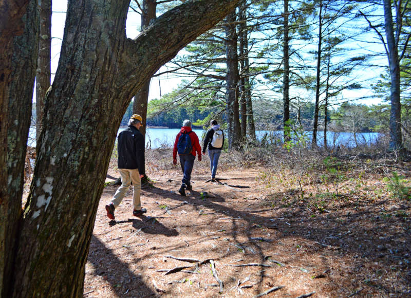 people walking through the woods at Myles Standish State Forest