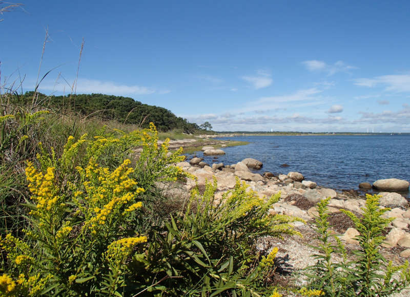 goldenrod growing along the shores of Nasketucket Bay in Fairhaven