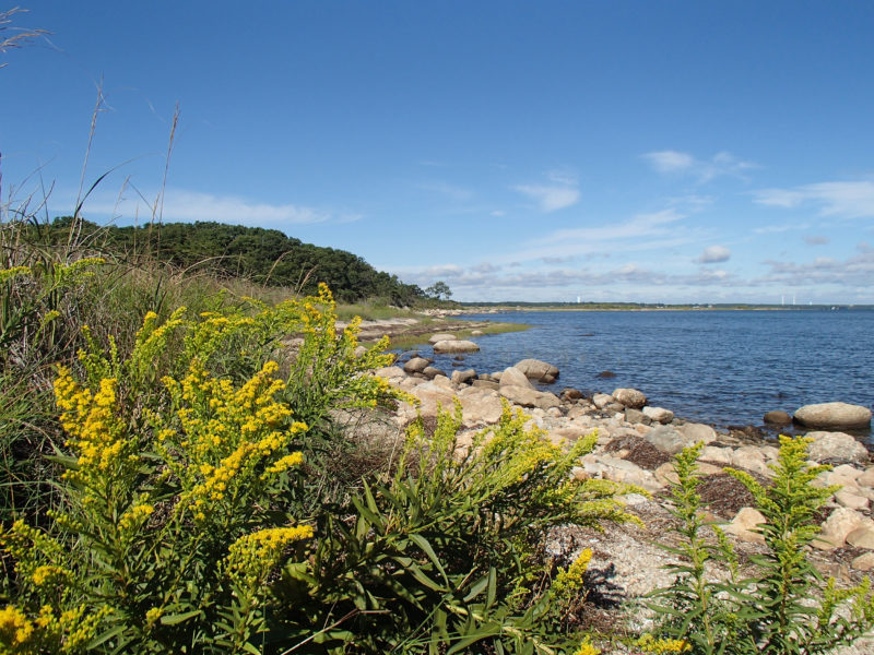 goldenrod growing along the shores of Nasketucket Bay in Fairhaven