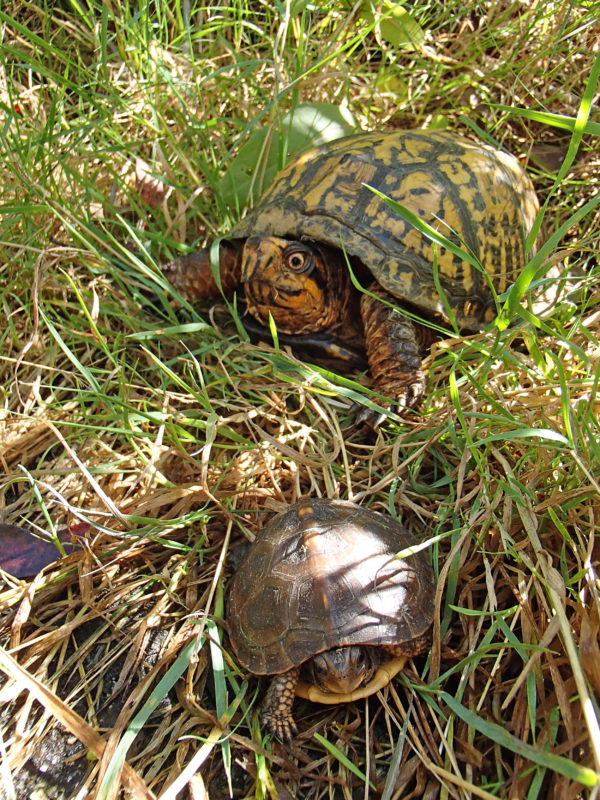 eastern box turtles at West Island State Reservation in Fairhaven
