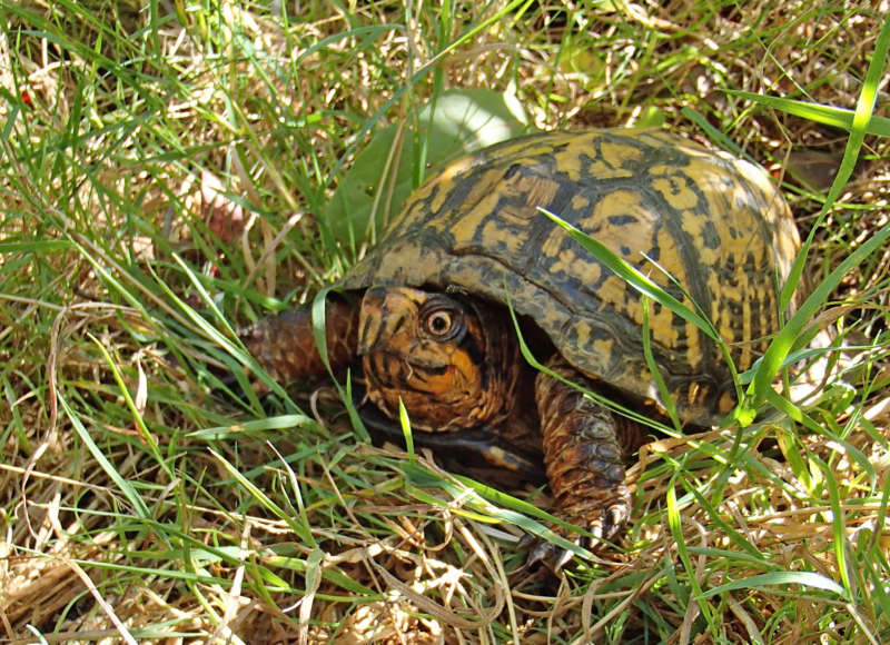 eastern box turtles at West Island State Reservation in Fairhaven