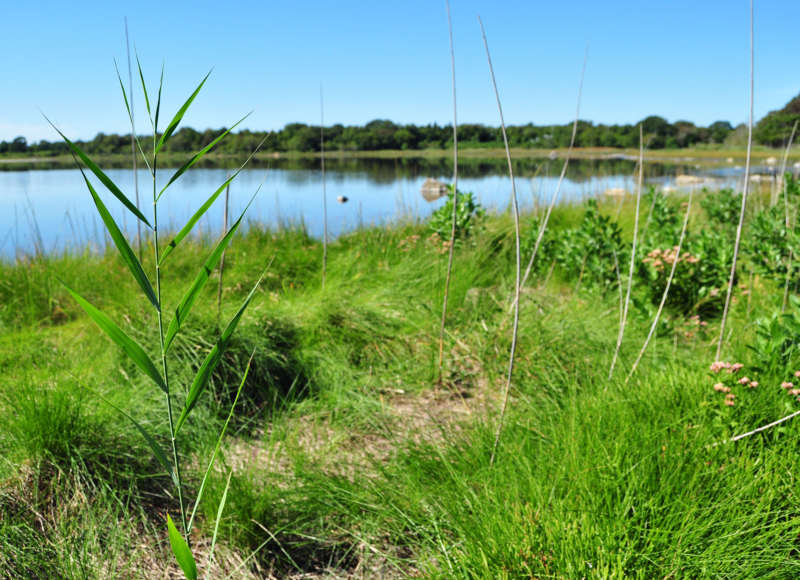 Salt marsh shoreline of Salters Pond in Dartmouth