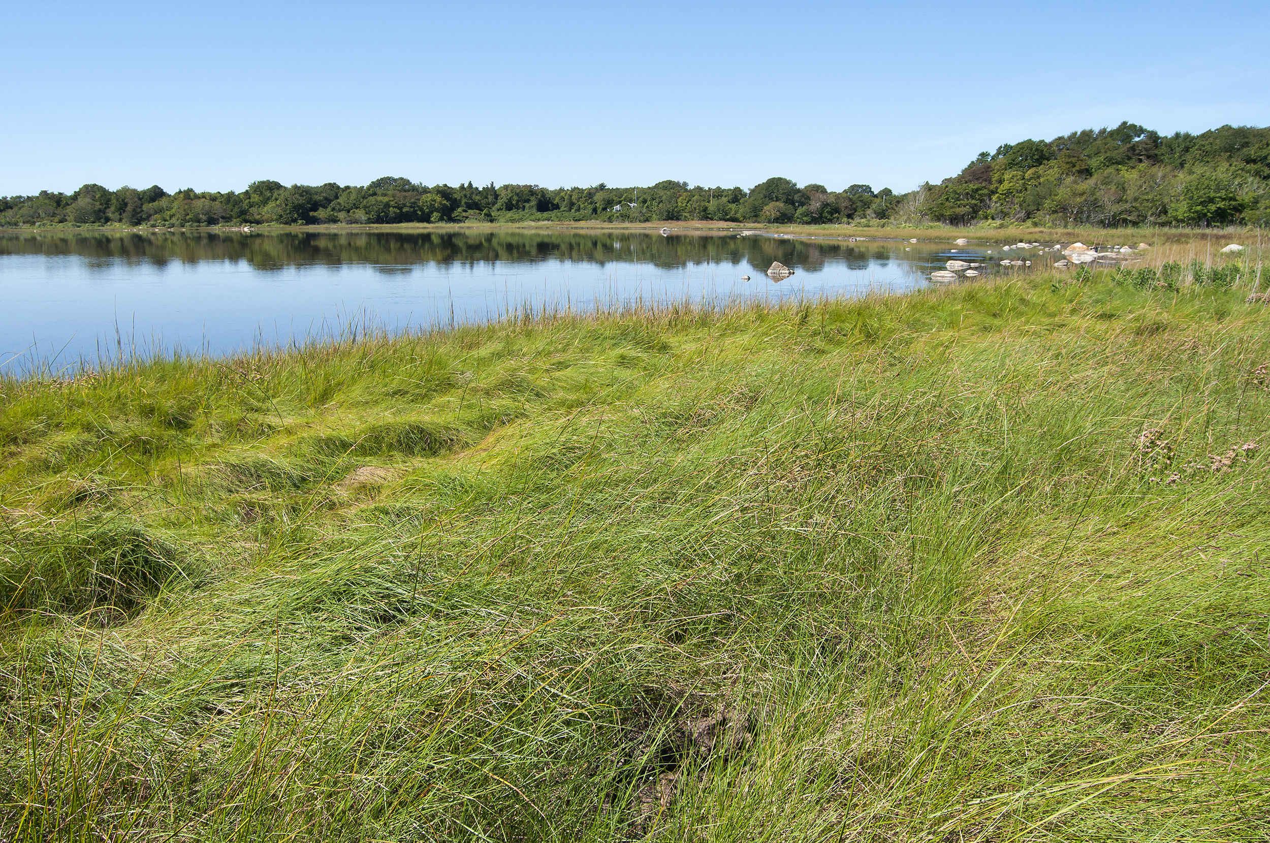 Salt marsh shoreline of Salters Pond in Dartmouth