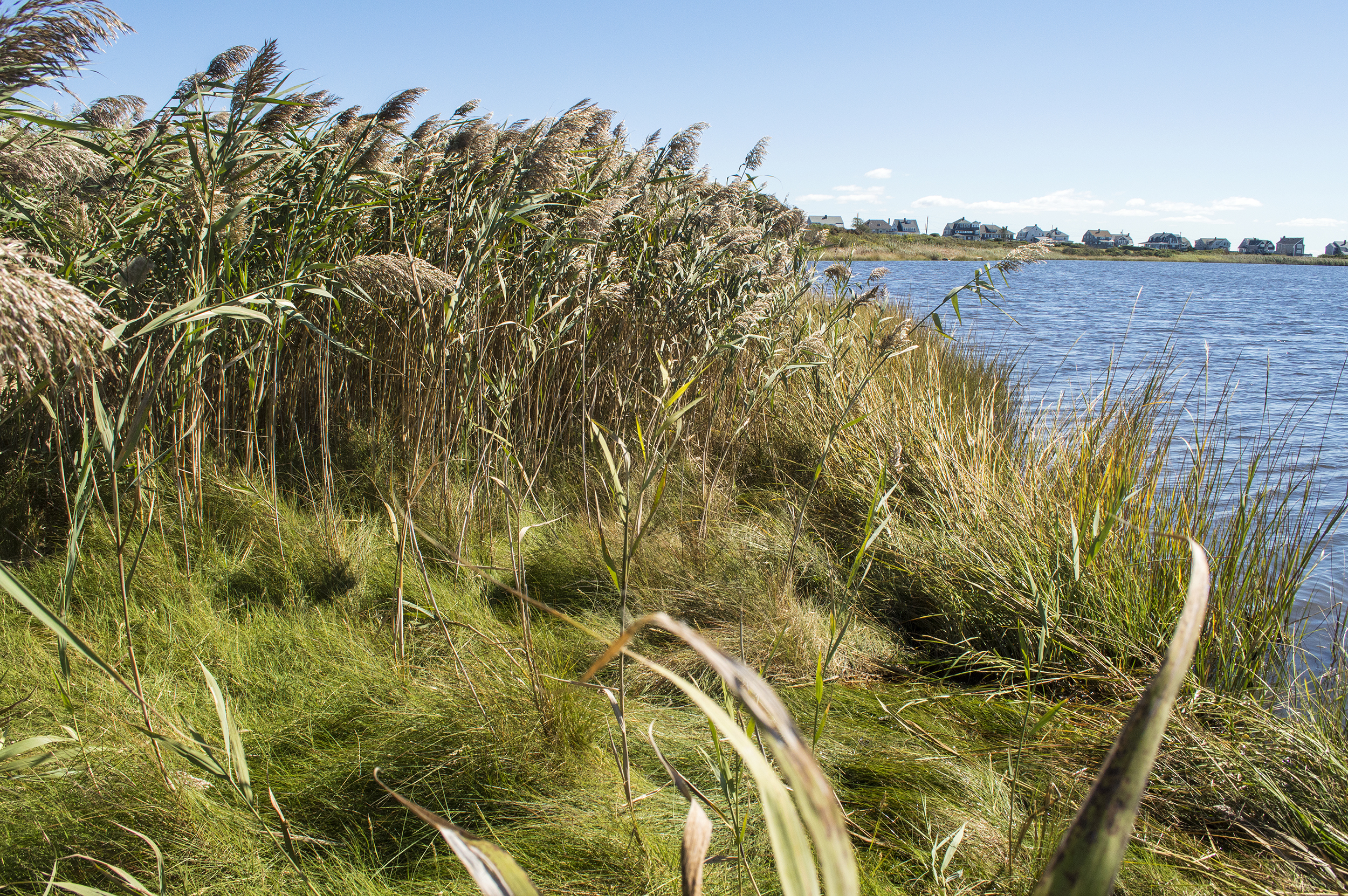 Phragmites growing along the shoreline of Salters Pond in Dartmouth