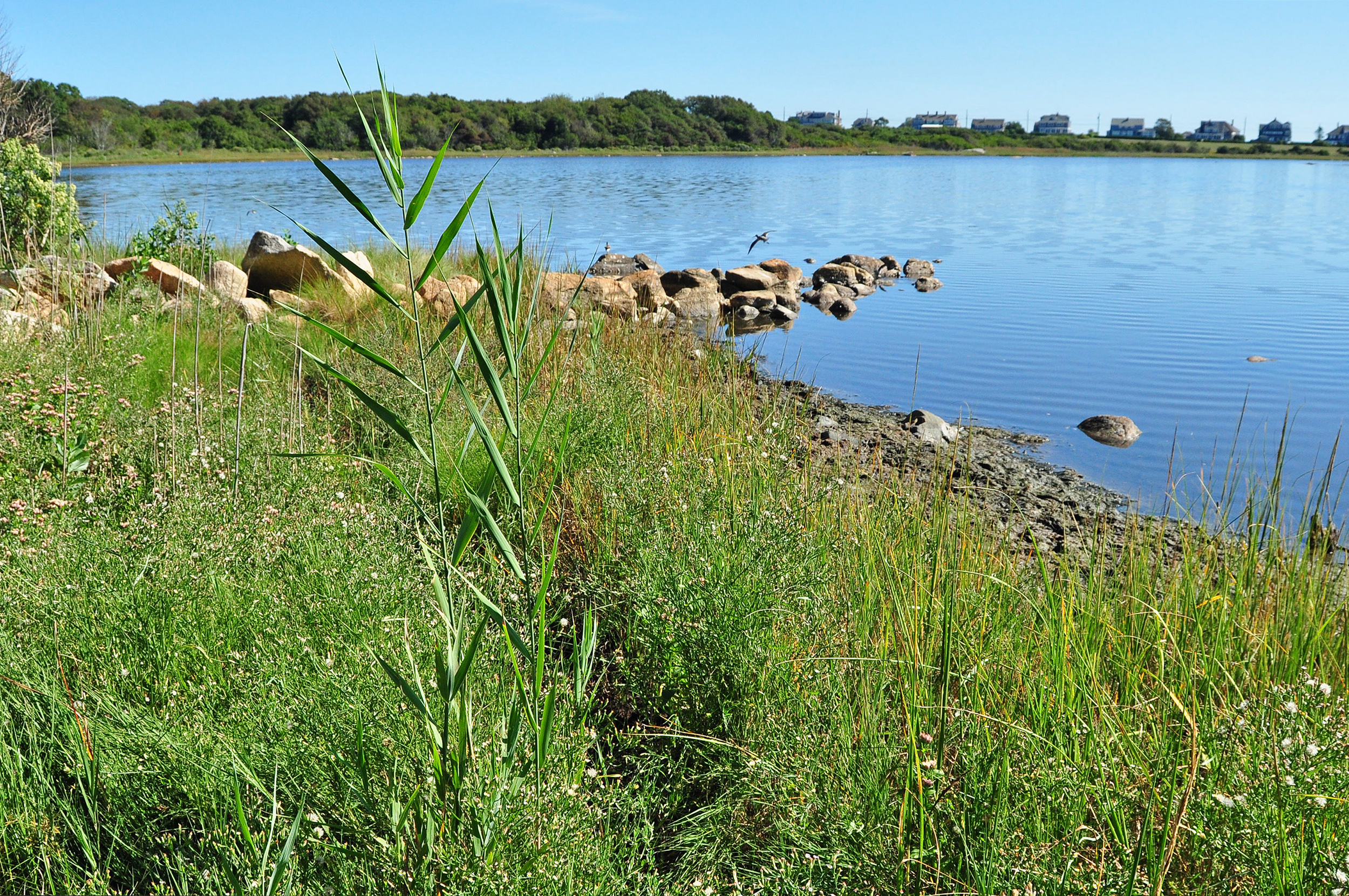 A few Phragmites stalks grow along the salt marsh shoreline of Salters Pond in Dartmouth