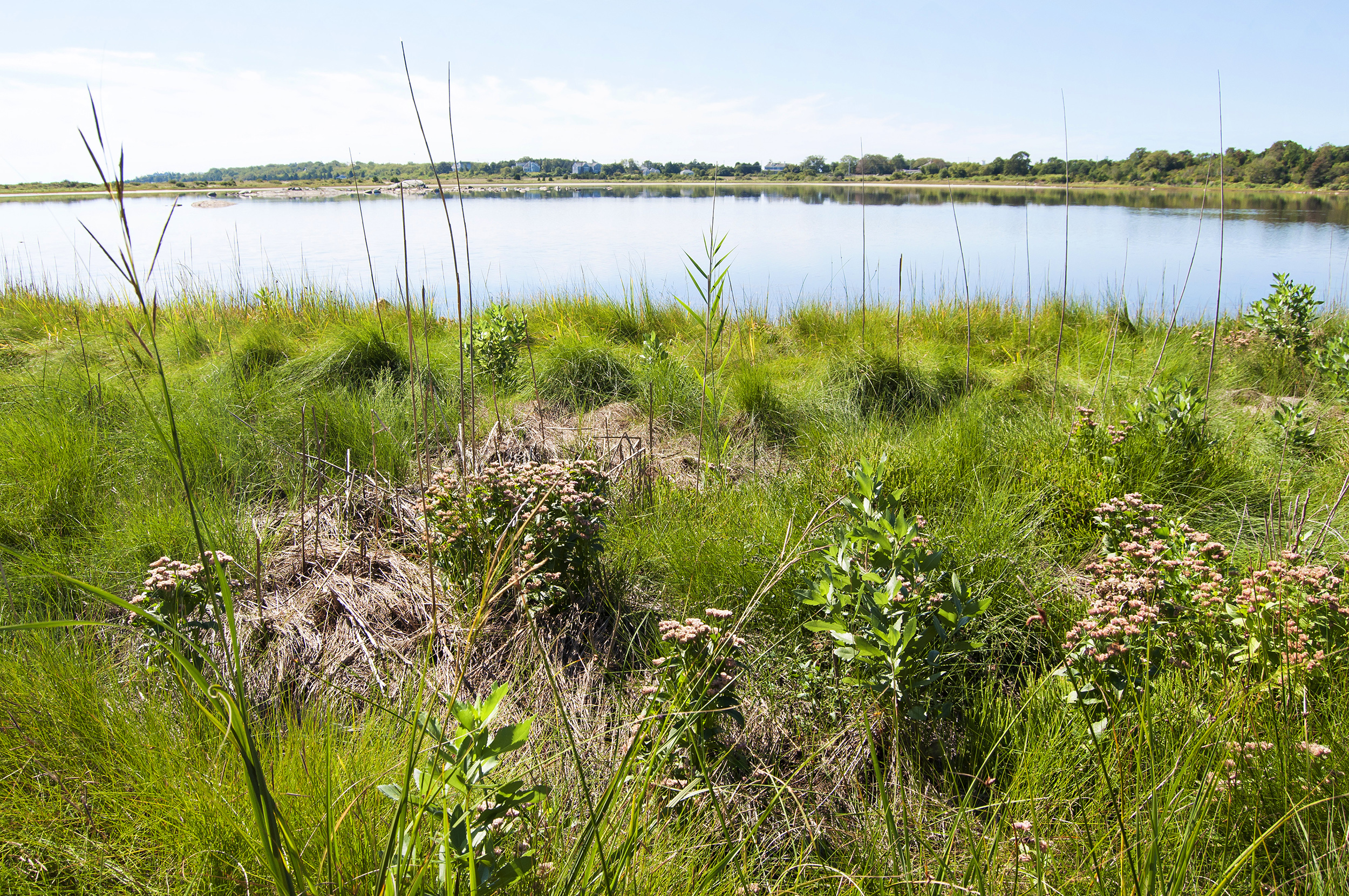 Salt marsh shoreline of Salters Pond in Dartmouth