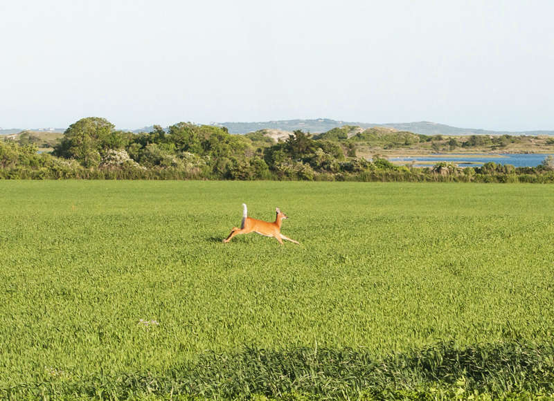 a deer running across a farm field on Allens Pond in Dartmouth