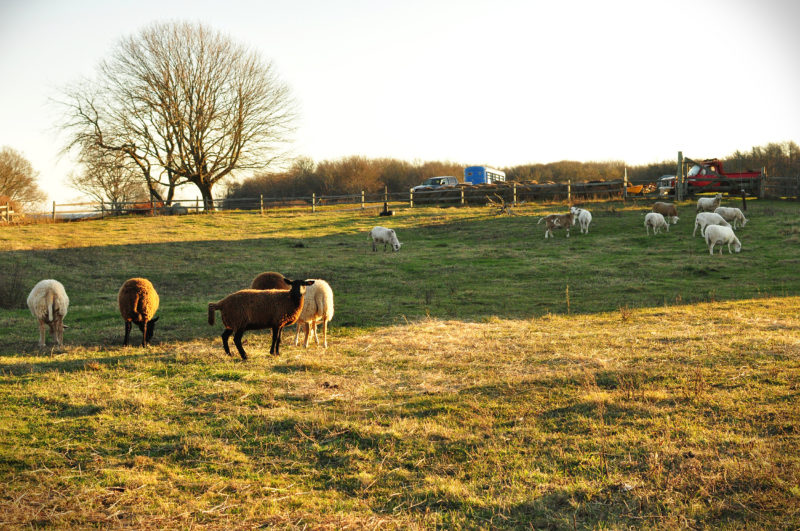 sheep at Round the Bend Farm in Dartmouth